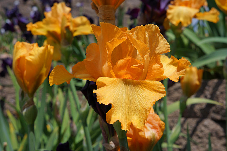 Bearded Iris Flowers Orange Art Prints Photograph
