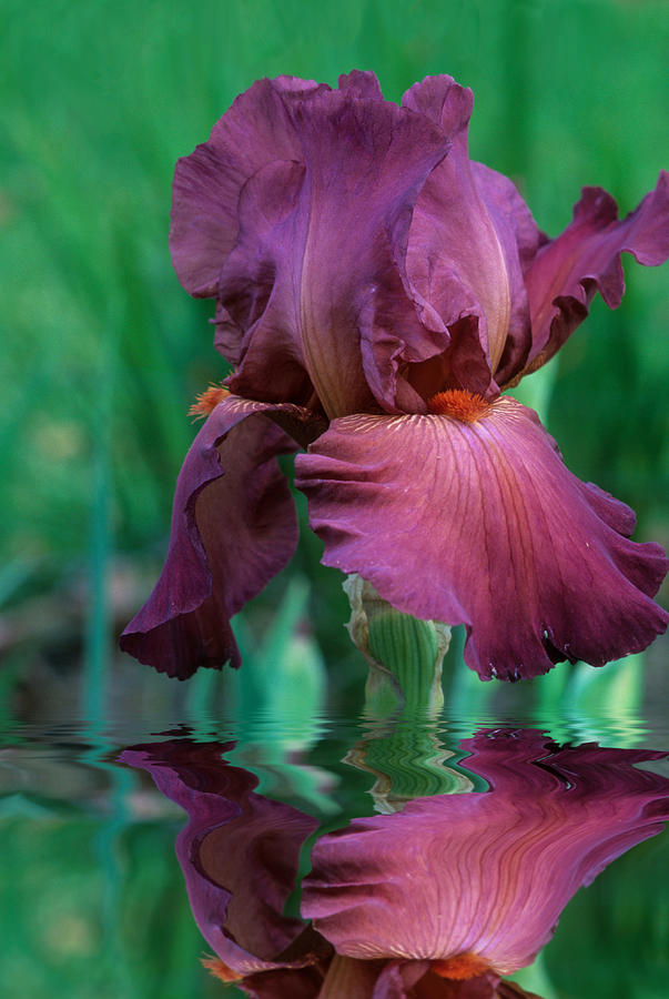 Bearded Iris in Water Photograph by Keith Gondron