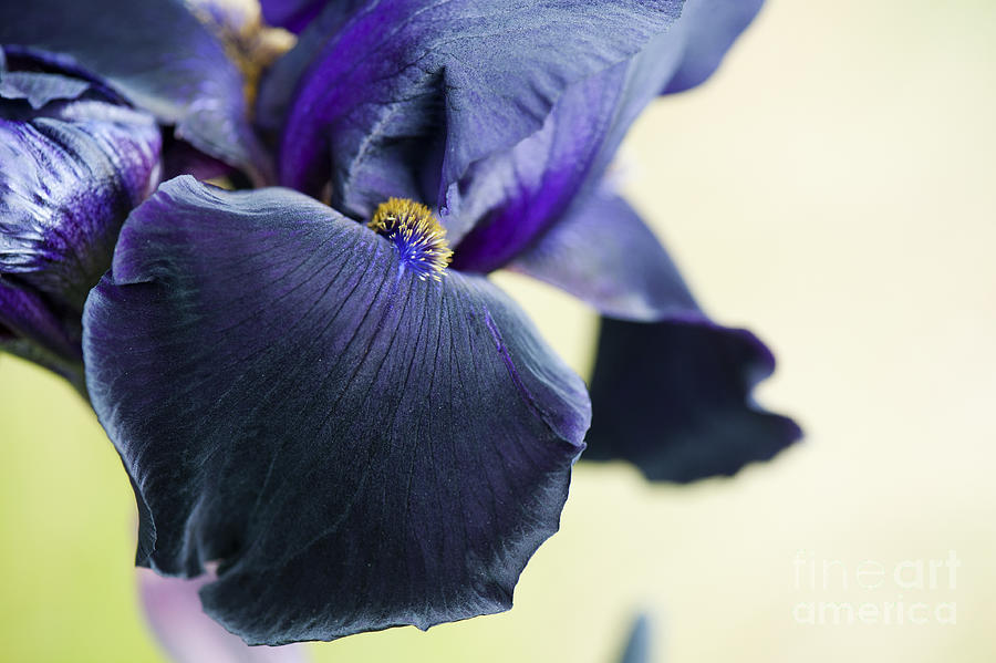 Flower Photograph - Bearded Iris Interpol by Tim Gainey
