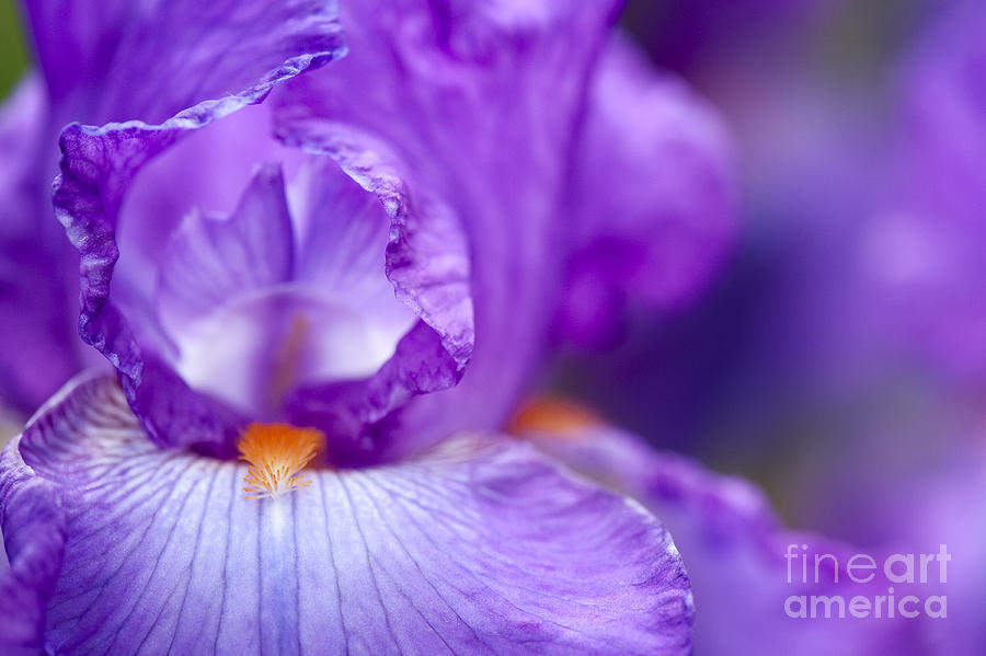 Flower Photograph - Bearded Iris Janine Louise  by Tim Gainey