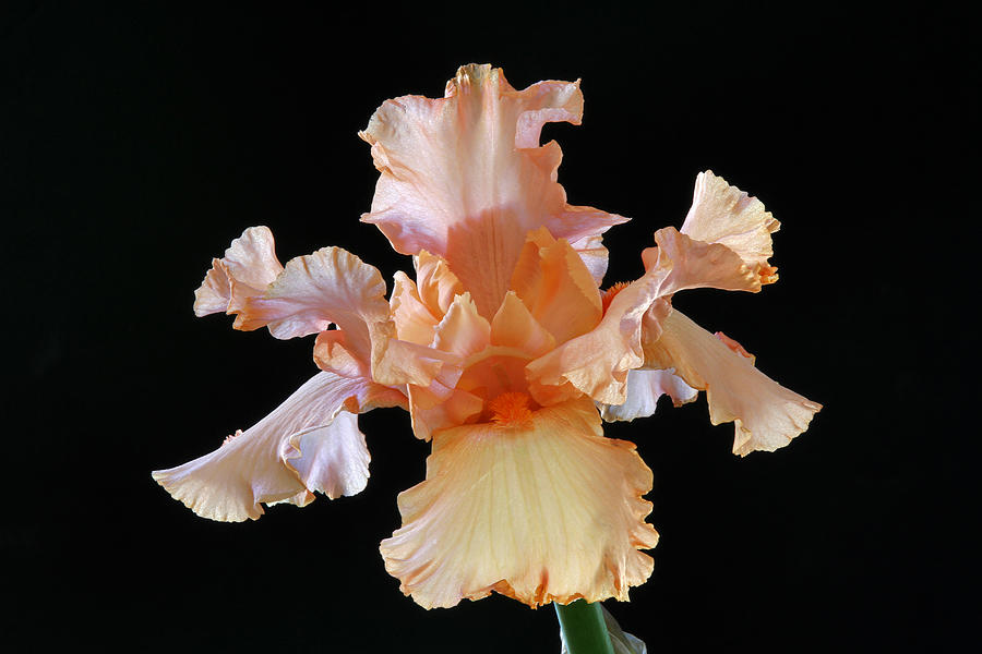 Bearded Iris Photograph by Juergen Roth