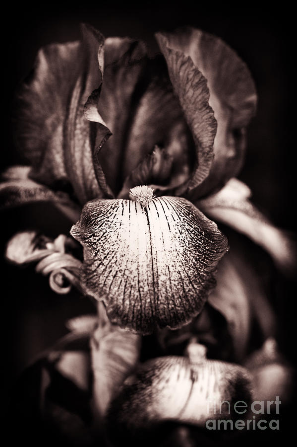 Iris Germanica Photograph - Bearded Iris Kent Pride by Tim Gainey Iris Germanica Photograph - Bearded Iris Kent Pride by Tim Gainey