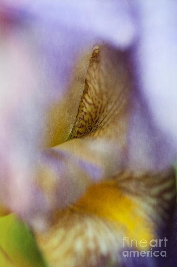 Bearded Iris Photograph by Lee Craig