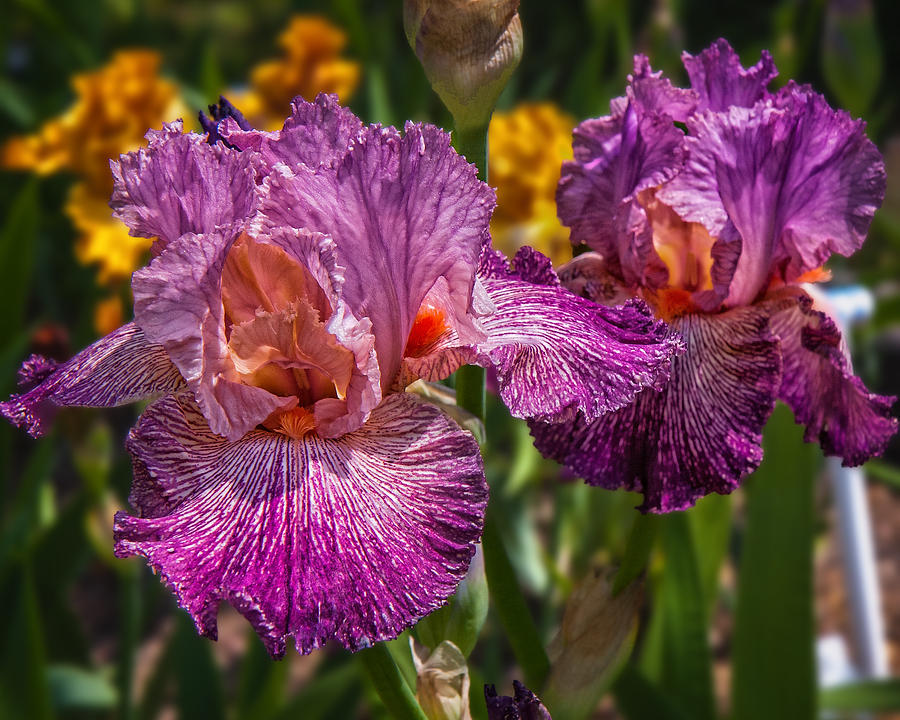 Bearded Iris Photograph by Mary Almond