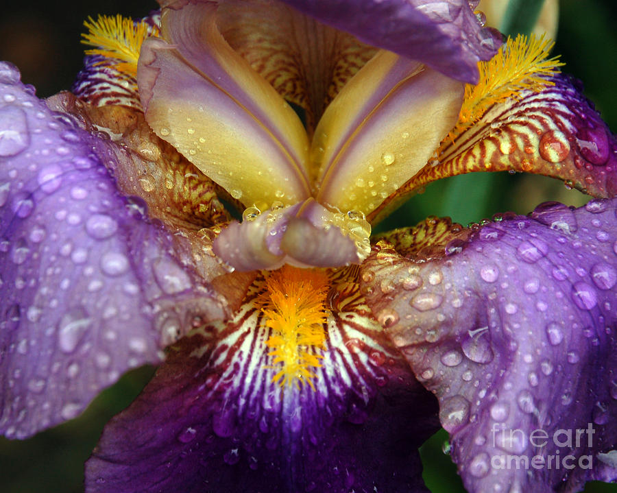 Bearded Iris on a Rainy Day Photograph by Chuck Flewelling