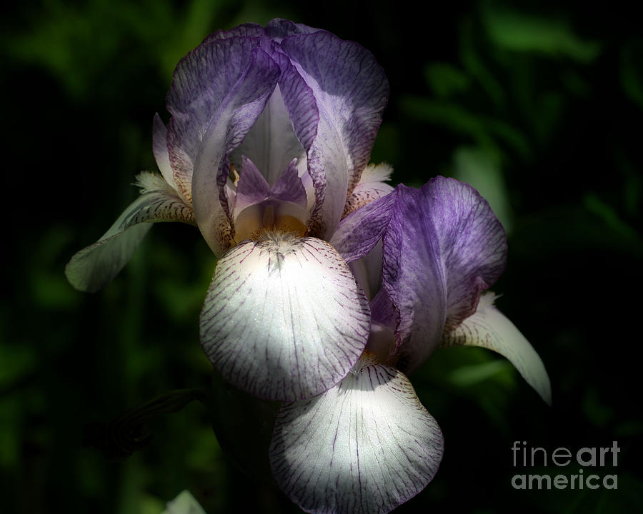 Bearded Iris Flower Pair Photograph by Smilin Eyes Treasures