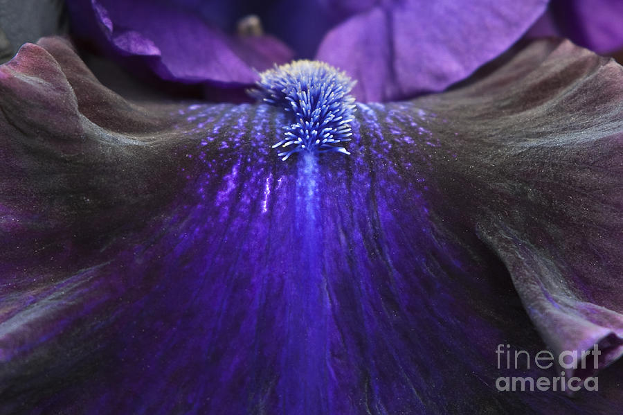 Flower Photograph - Bearded Iris Whats My Line by Tim Gainey