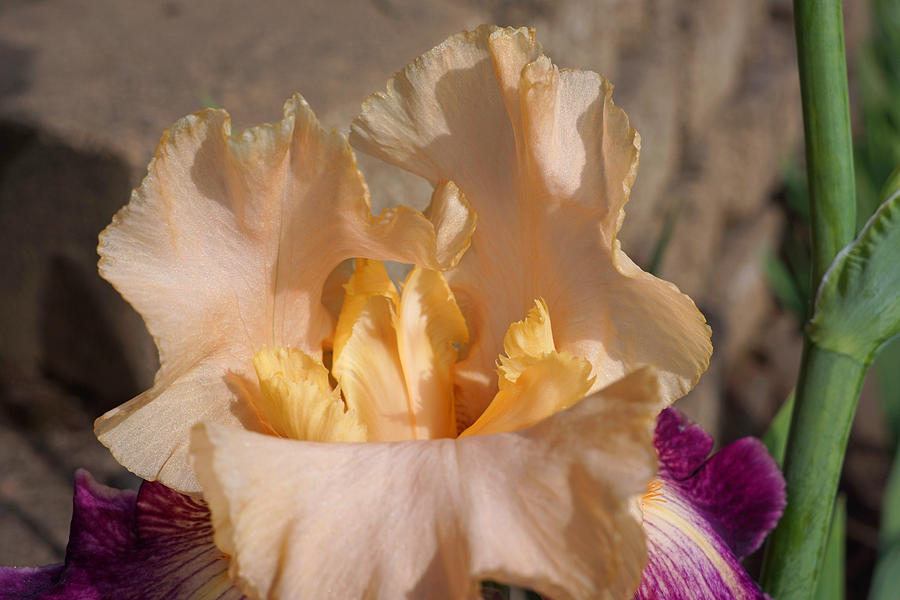 Bearded Irises Floral Art Prints Peach Pastel Photograph