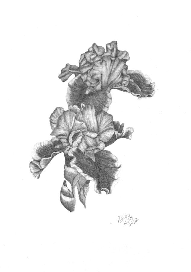 Bearded Irises Drawing by Patricia Hiltz
