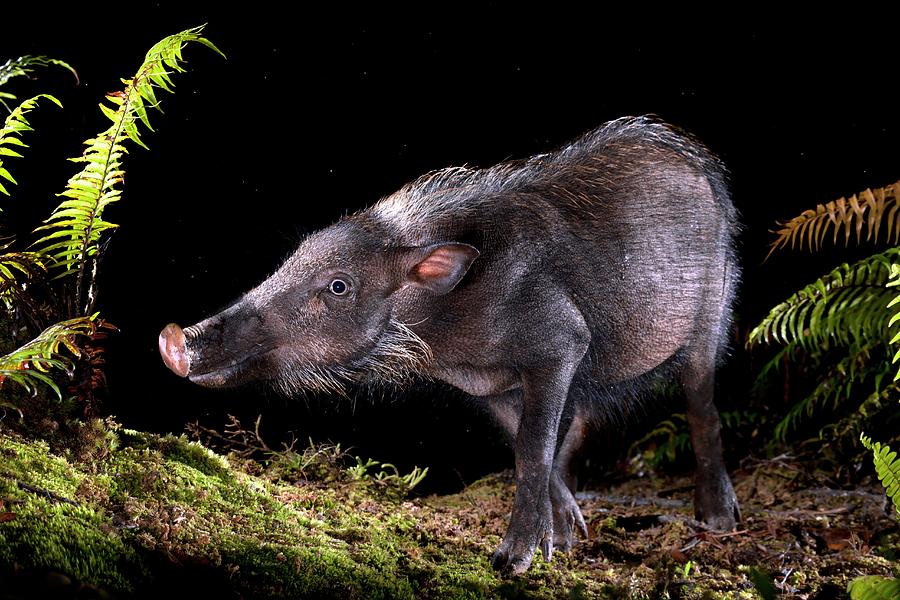 Bearded Pig Foraging At Night Photograph by Alex Hyde