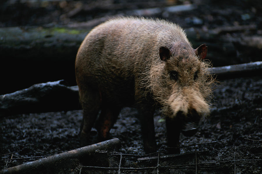 Bearded pig (Sus barbatus) standing, Rainforest, S.E.Asia Photograph by Anup Shah