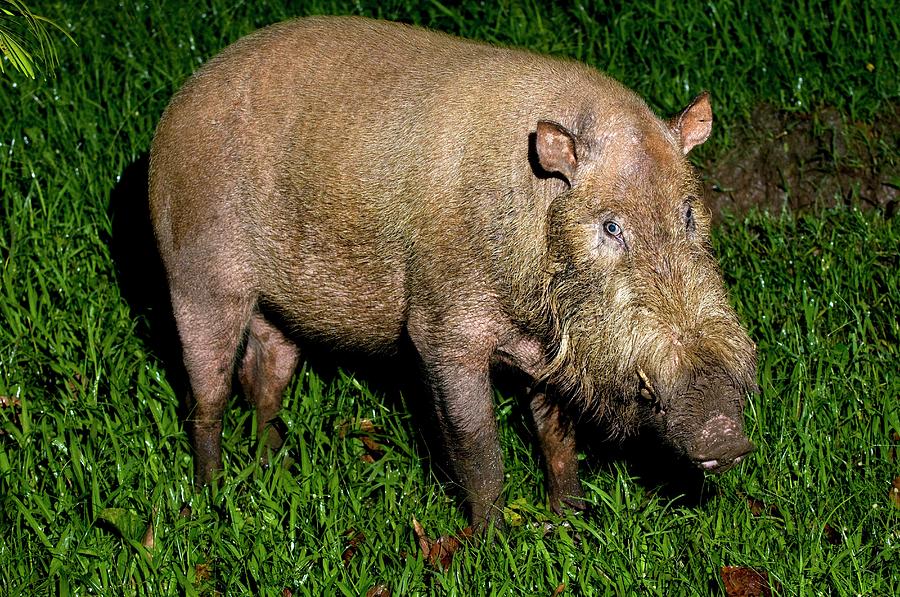 Bearded Pig Photograph by Tony Camacho/science Photo Library - Pixels