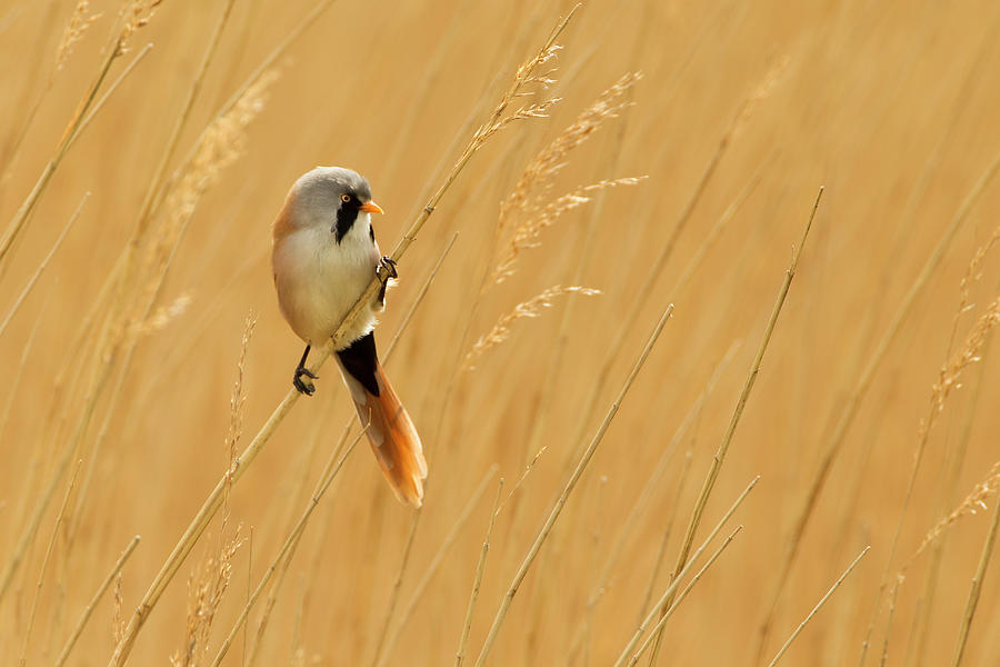 Bearded Reedling Panurus Biarmicus Photograph by Andrew Sproule