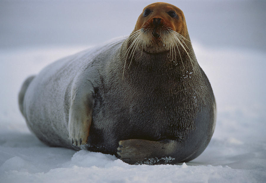 Bearded Seal Dyed Red From Foraging Photograph by Flip Nicklin