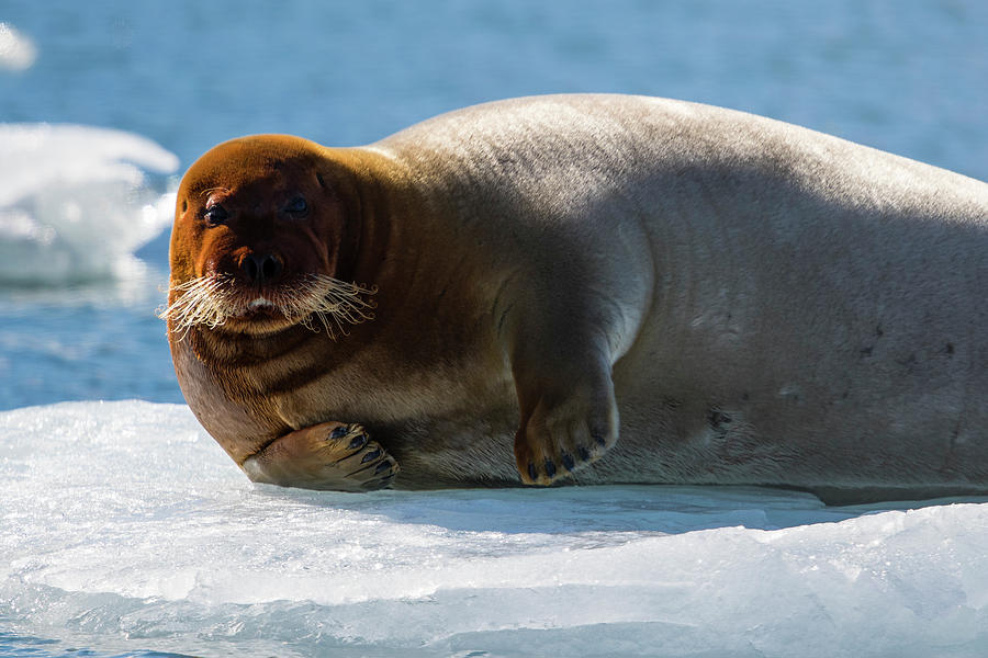 Bearded Seal Erignathus Barbatus Photograph By Raffi Maghdessian - Pixels