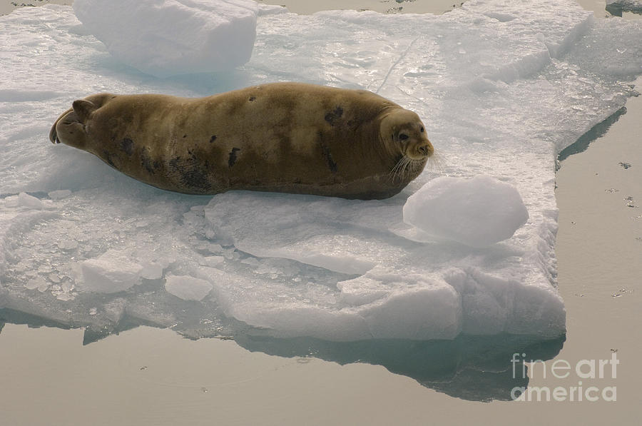 Bearded Seal On An Ice Floe Photograph by John Shaw