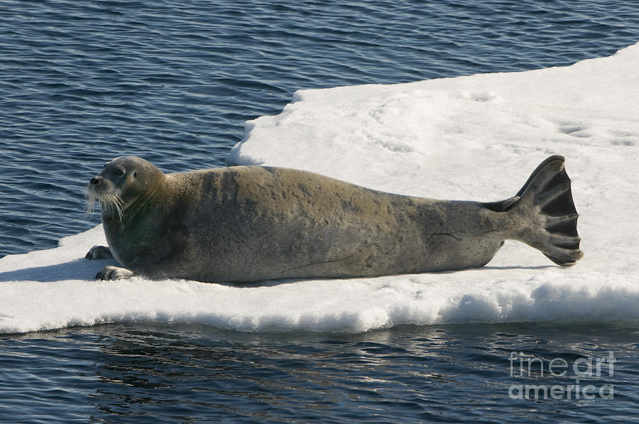 Bearded Seal On Ice Floe Photograph by John Shaw