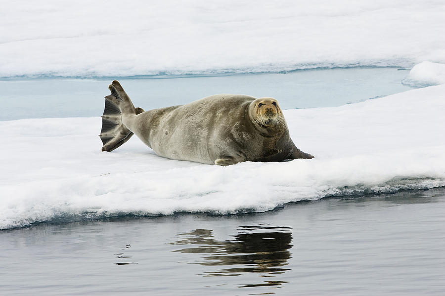 Bearded Seal On Ice Floe Norway Photograph by Konrad Wothe