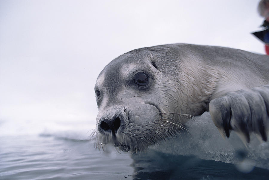 Bearded Seal Pup On Ice Edge Arctic Photograph by Flip Nicklin