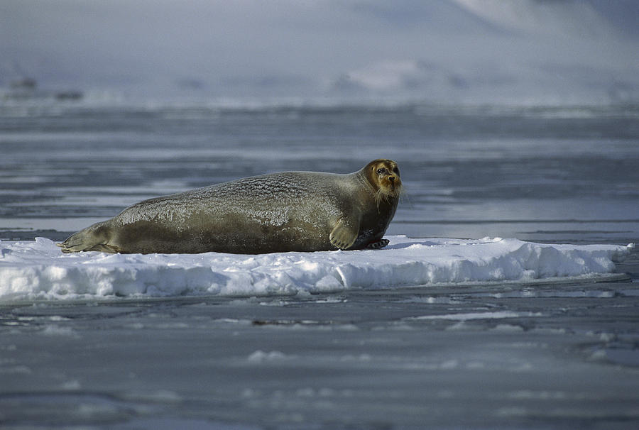 Bearded Seal Resting On Ice Floe Photograph by Flip Nicklin