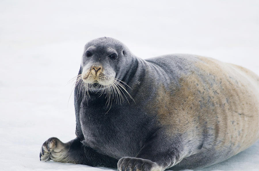 Bearded Seal Rests On An Ice Floe Photograph by Steven Kazlowski - Fine ...