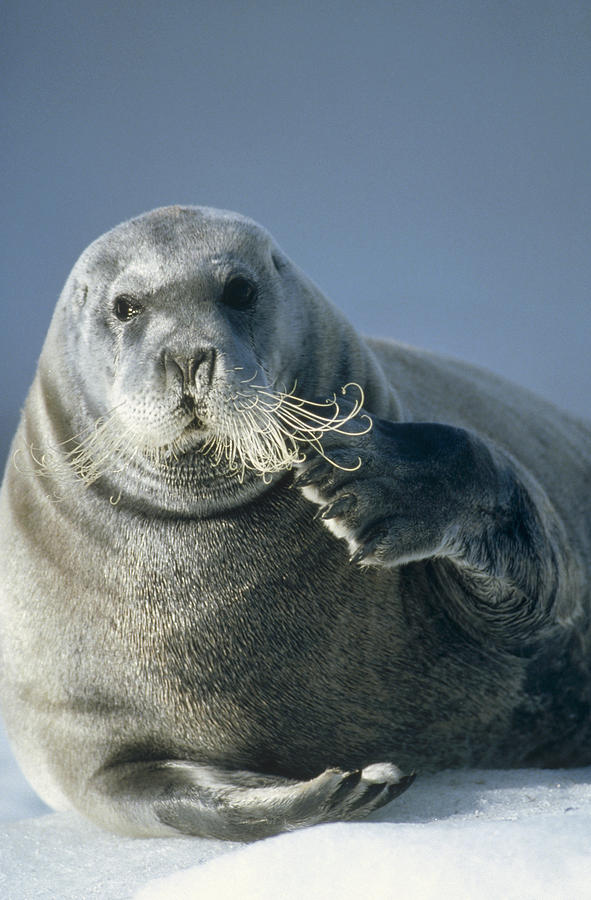 Bearded Seal Scratching Its Chin Photograph by Tui De Roy