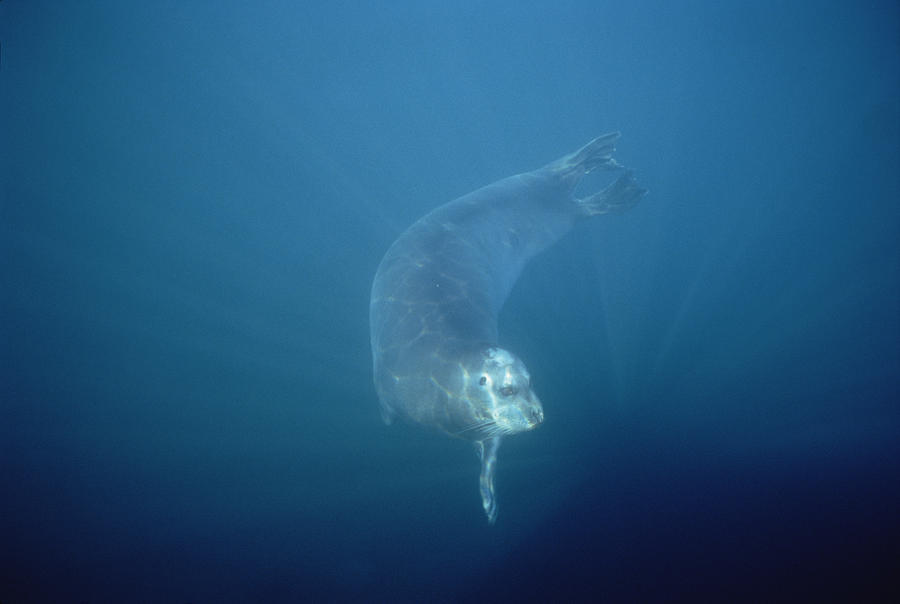 Bearded Seal Swimming Underwater Norway Photograph by Flip Nicklin