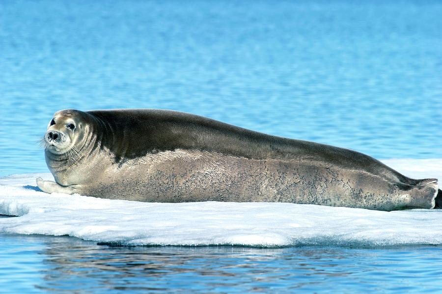 Bearded Seals Photograph by Louise Murray/science Photo Library - Pixels