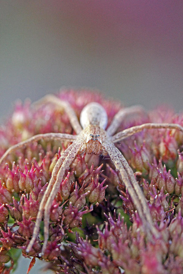 Bearded spider Photograph by Jennifer Robin