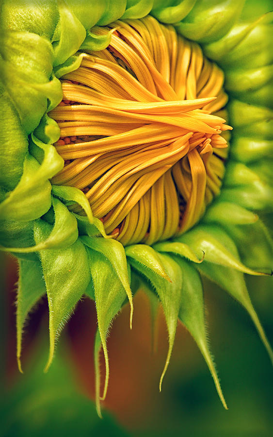 Sunflower Photograph - Bearded Sunflower by Carolyn Derstine