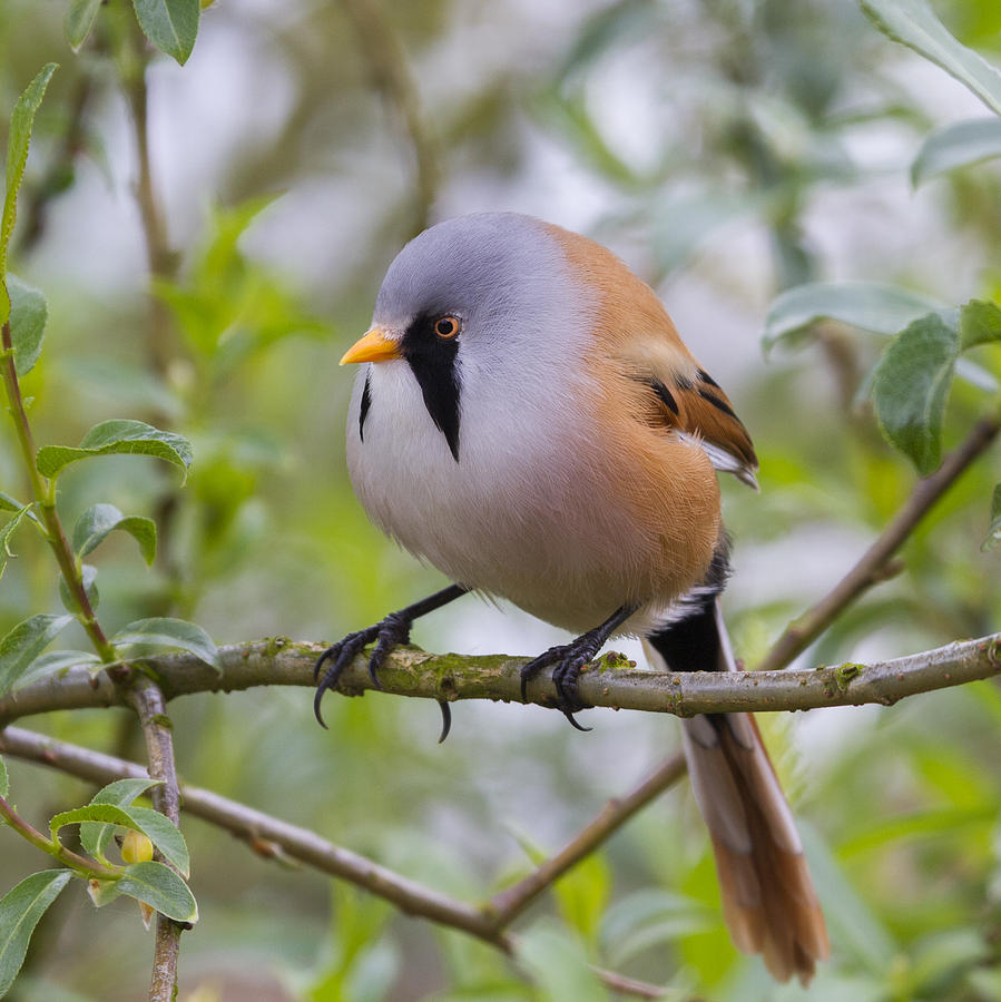 Nature Photograph - Bearded Tit - 6 by Chris Smith