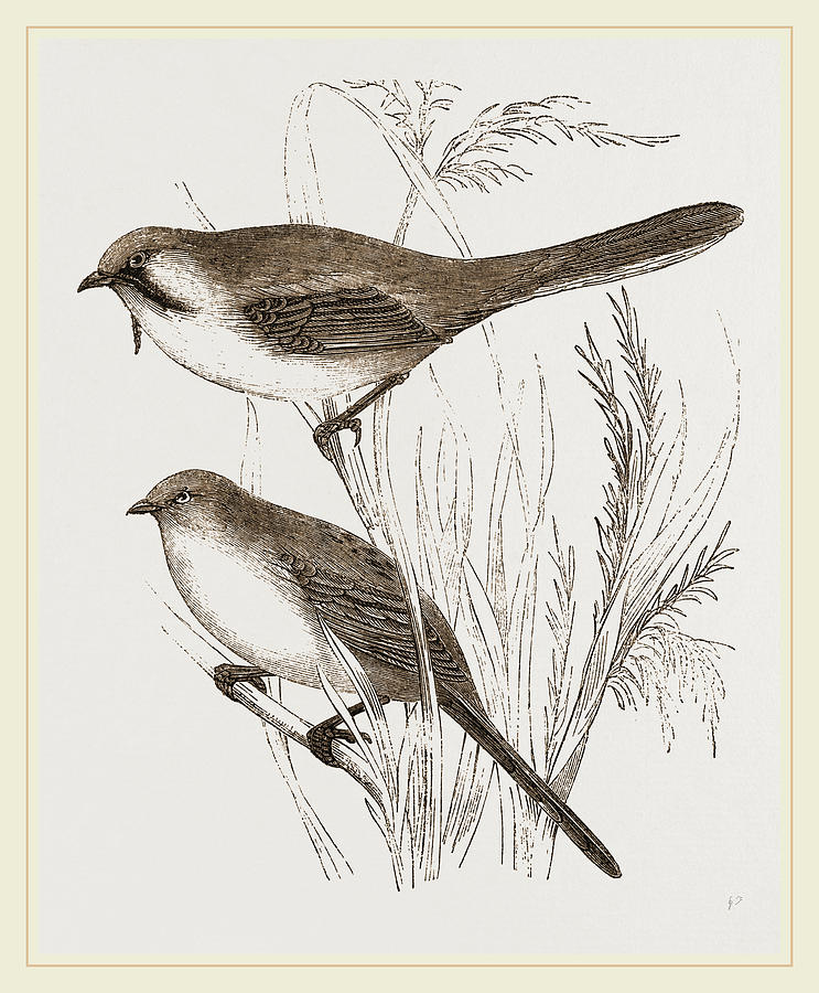 Nature Drawing - Bearded Titmice by Litz Collection