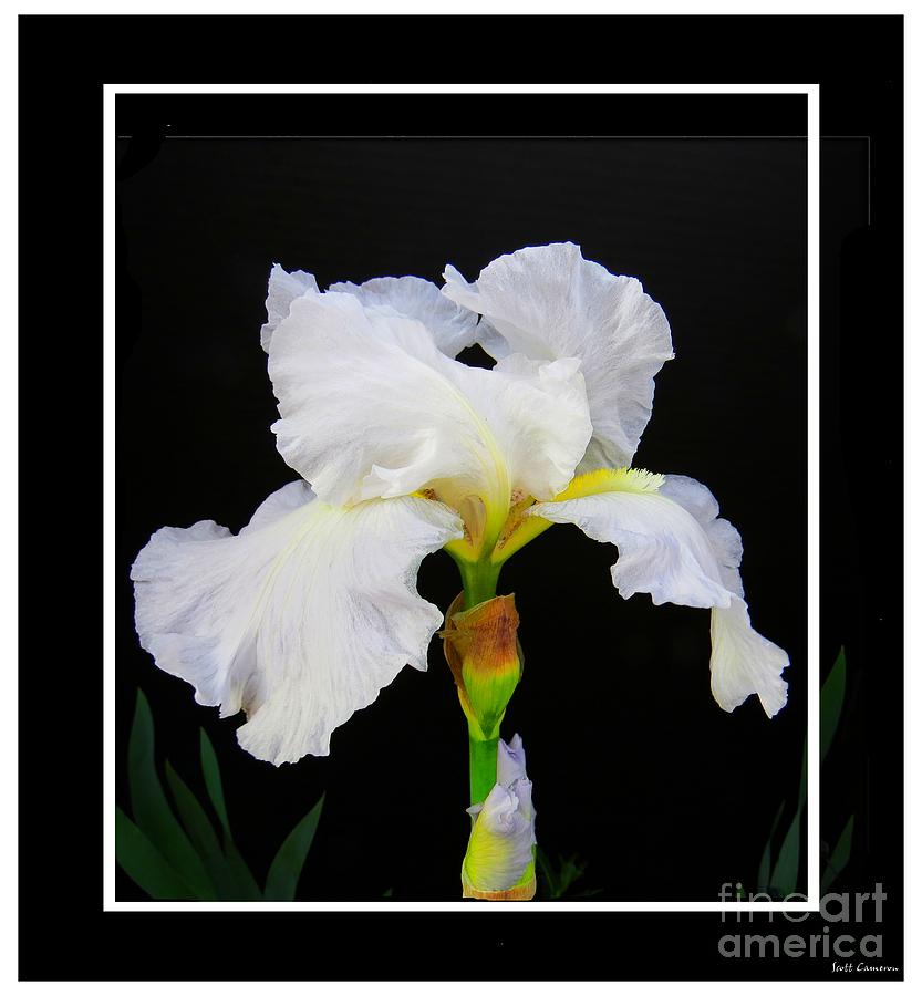 Bearded White Iris Photograph by Scott Cameron