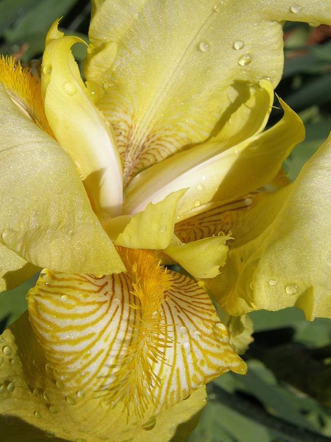 Bearded Yellow Iris Photograph by Caryl J Bohn