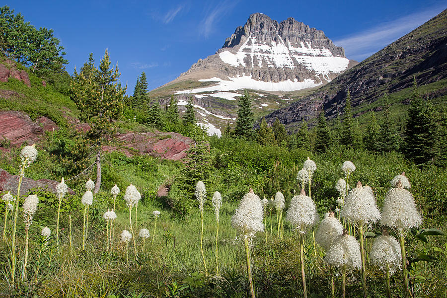 Beargrass Blooms in Many Glacier Valley Photograph by Jack Bell