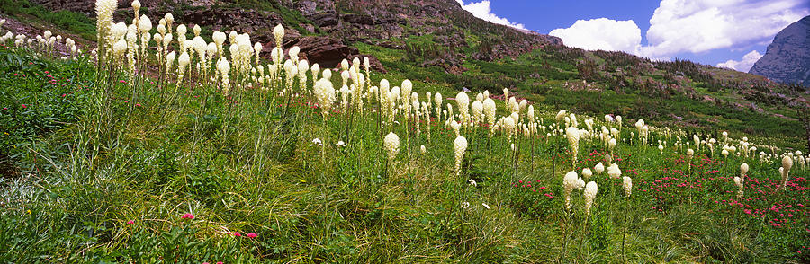 Nature Photograph - Beargrass Xerophyllum Tenax by Panoramic Images