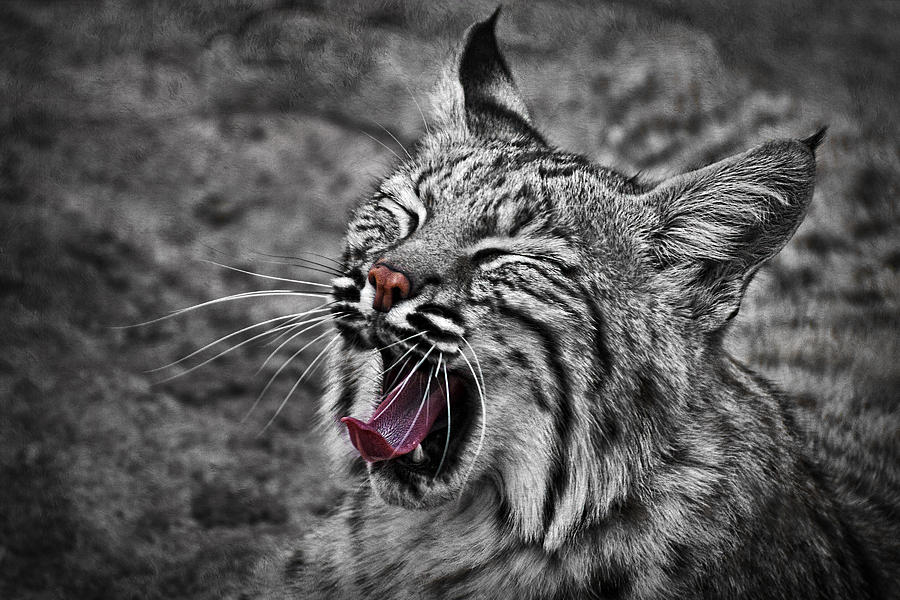 Bearizona Bobcat Photograph by Priscilla Burgers