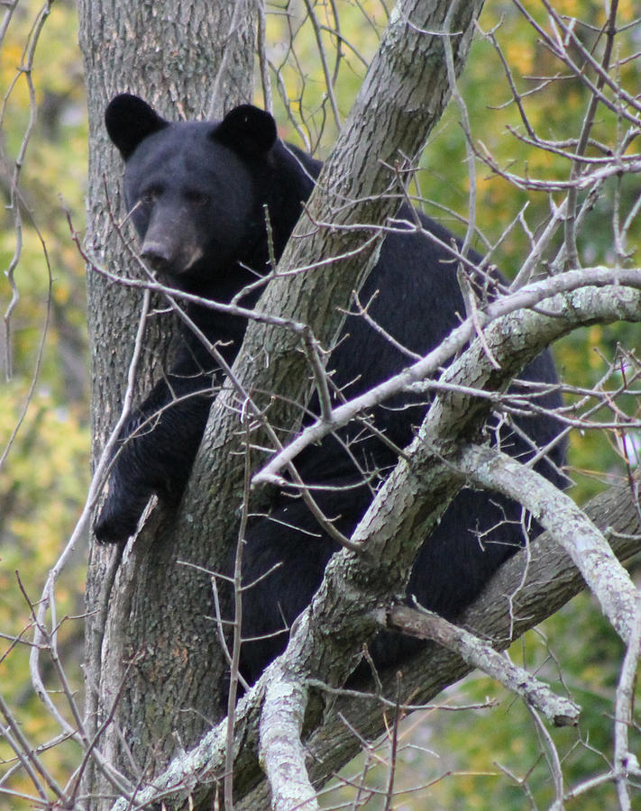 Bearly Hanging On Photograph by Robin Raible | Pixels