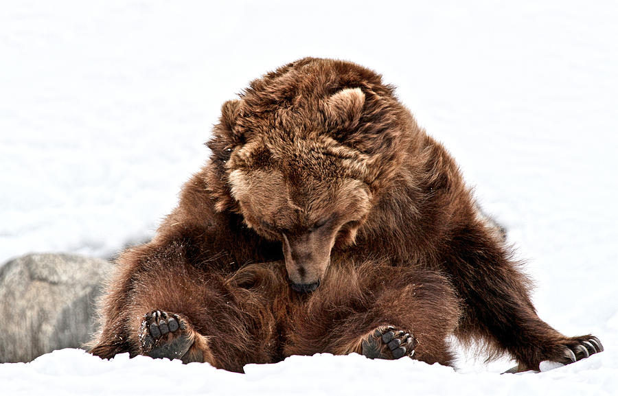 Yellowstone National Park Photograph - Bearly Sleeping by Athena Mckinzie