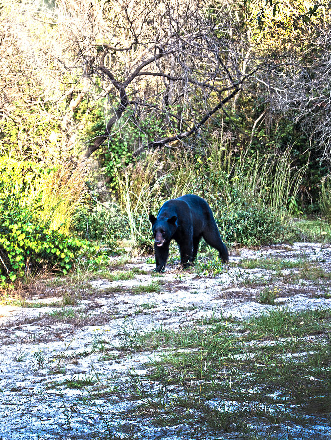 Bearly Stroll Photograph by Judy Hall-Folde
