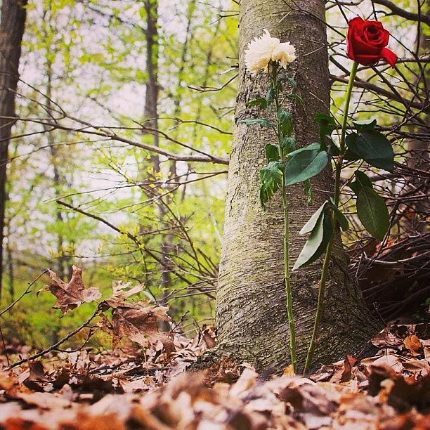 Rose Photograph - #bearmountain #nature #roses #hiking by Jordan Napolitano