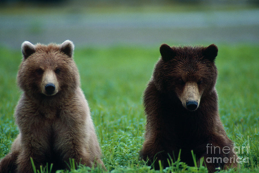 Bear Photograph - Bears by Art Wolfe