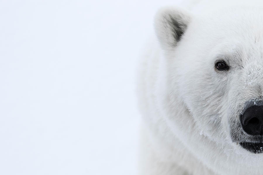 Winter Photograph - Bears Close-up, Ursus Maritimus by Raffi Maghdessian
