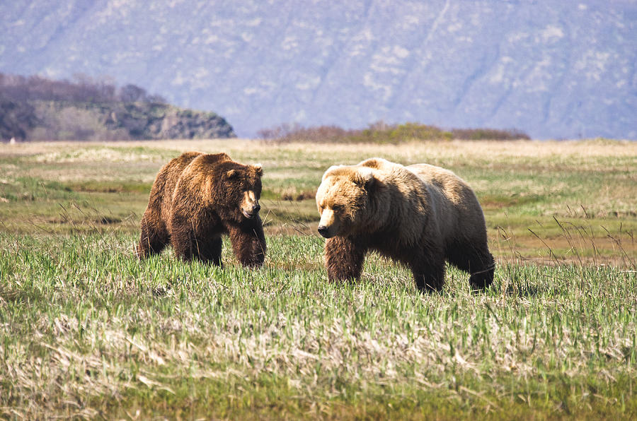 Bears in Hallo Bay in Katmai National Park Alaska Photograph by Natasha Bishop