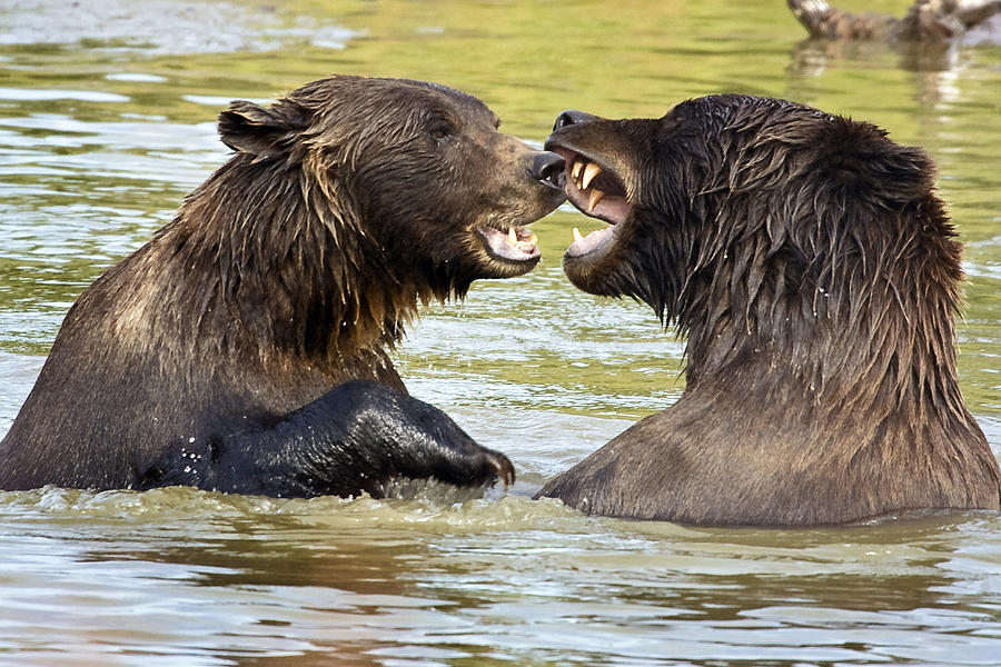 Bears Playing At The Alaska Wildlife Photograph