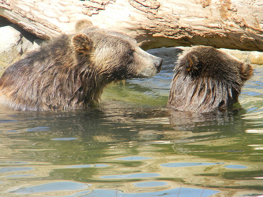 Bears Playing In Water Photograph by Elizabeth Eadie - Fine Art America