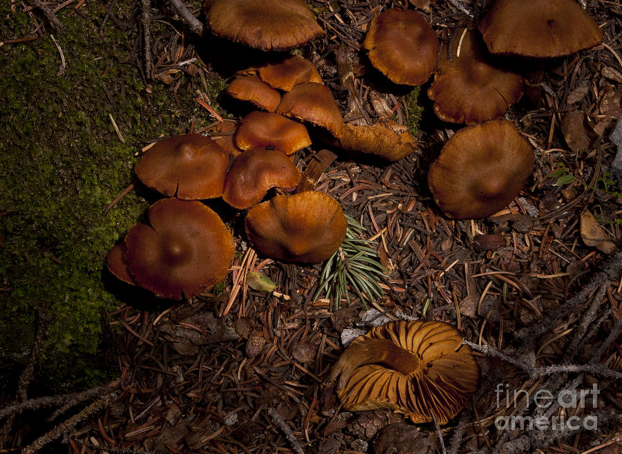 Beartooth Mountain Mushrooms   #3661 Photograph by J L Woody Wooden