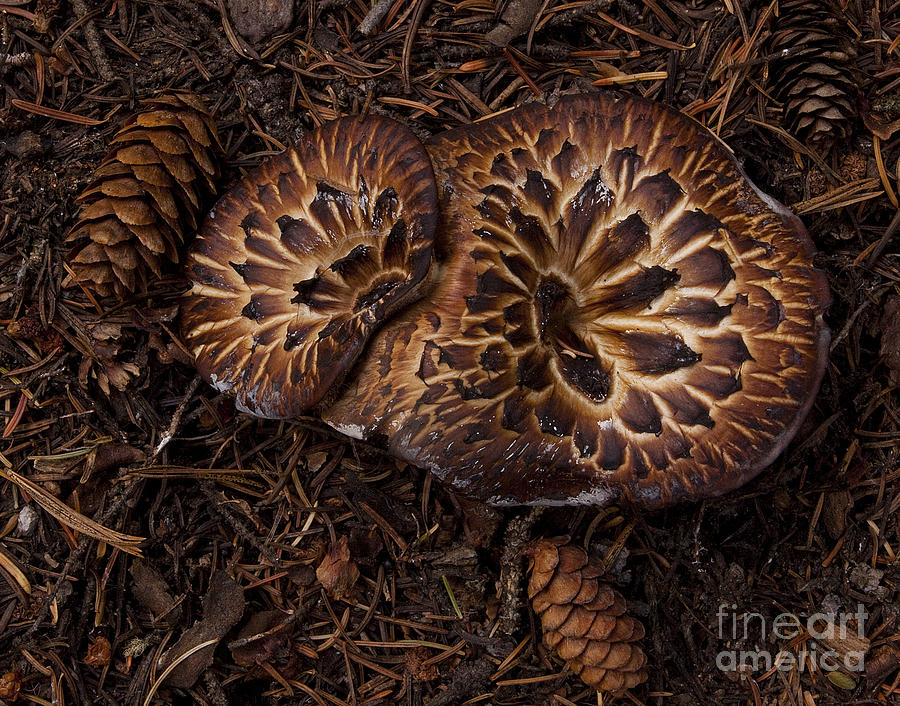 Beartooth Mountain Mushrooms   #9142 Photograph by J L Woody Wooden