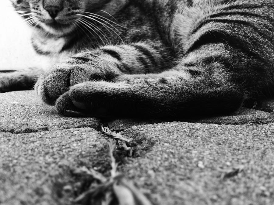 Cat Photograph - Beast by Lucy D
