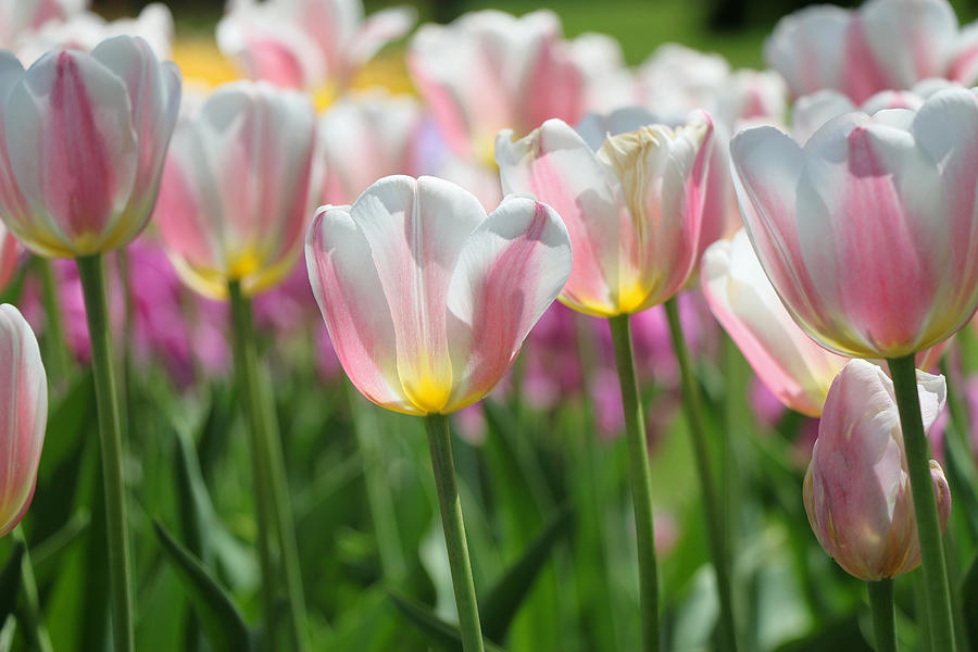 Tulip Photograph - Beau Monde Tulips #2 by Allen Beatty
